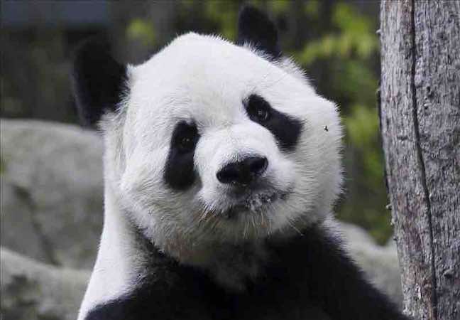 Autoridades chinas prohíben usar osos panda como adivinos en el Mundial. EFE